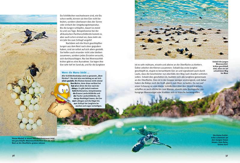 Preview: Entdecke die Schildkröten